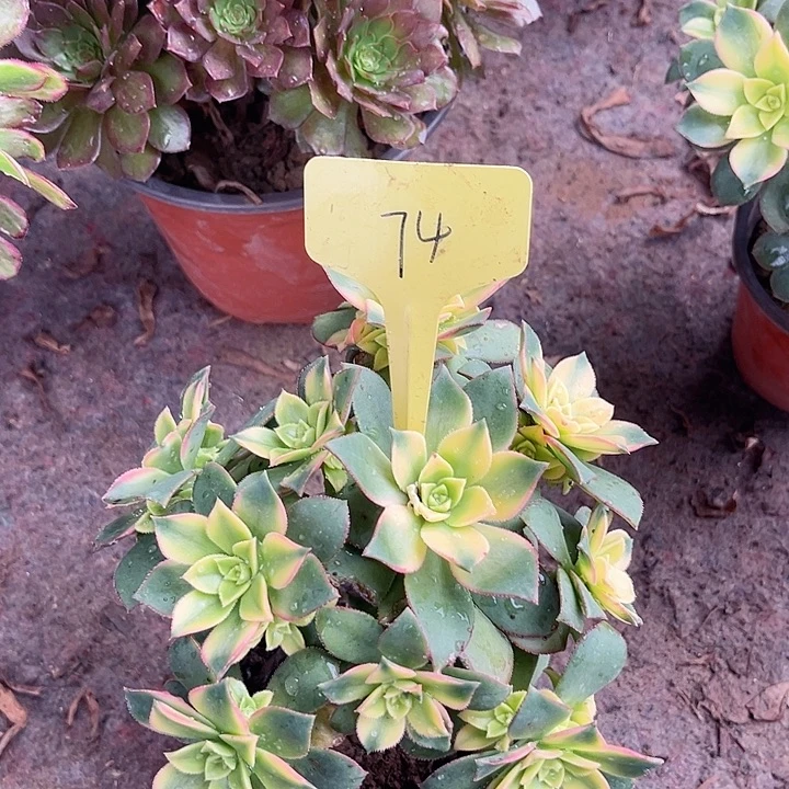 74一颗艳日灰法师