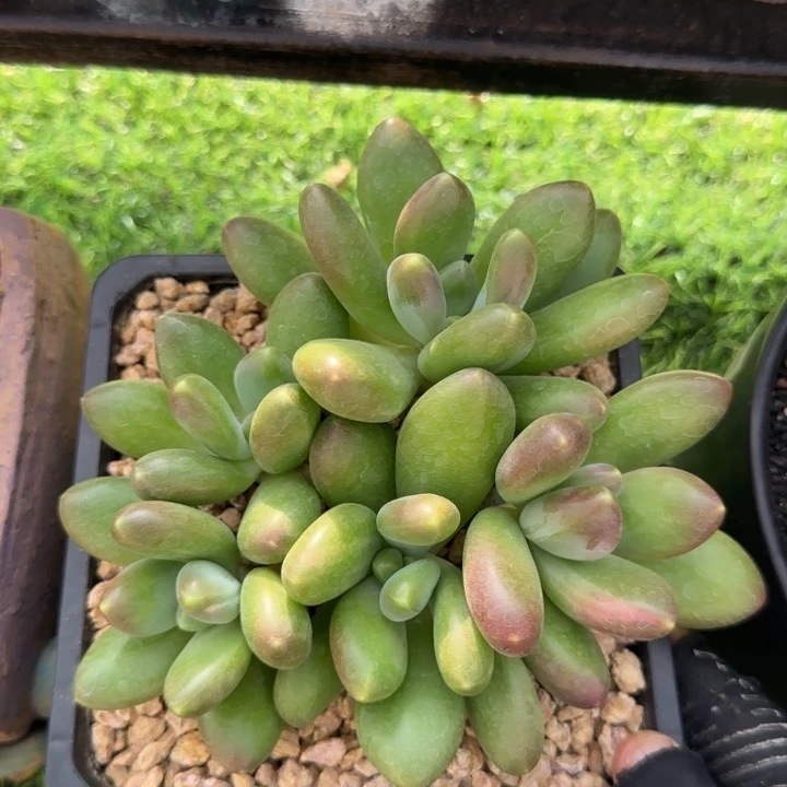 X系群生多肉植物一物一拍