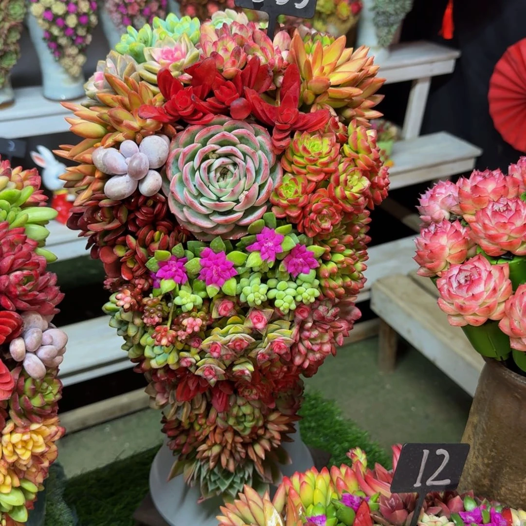 金玉满堂多肉盆景