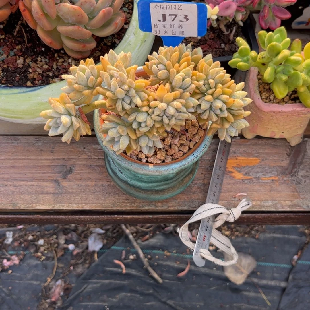 张****多肉植物11111111111
