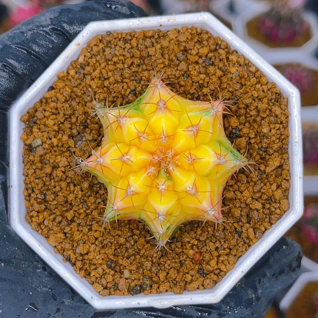 米哈洛维奇026 实生 小精品