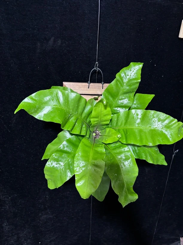 绿植小叶昙花 盆栽老桩室内阳台懒人绿植垂吊植物