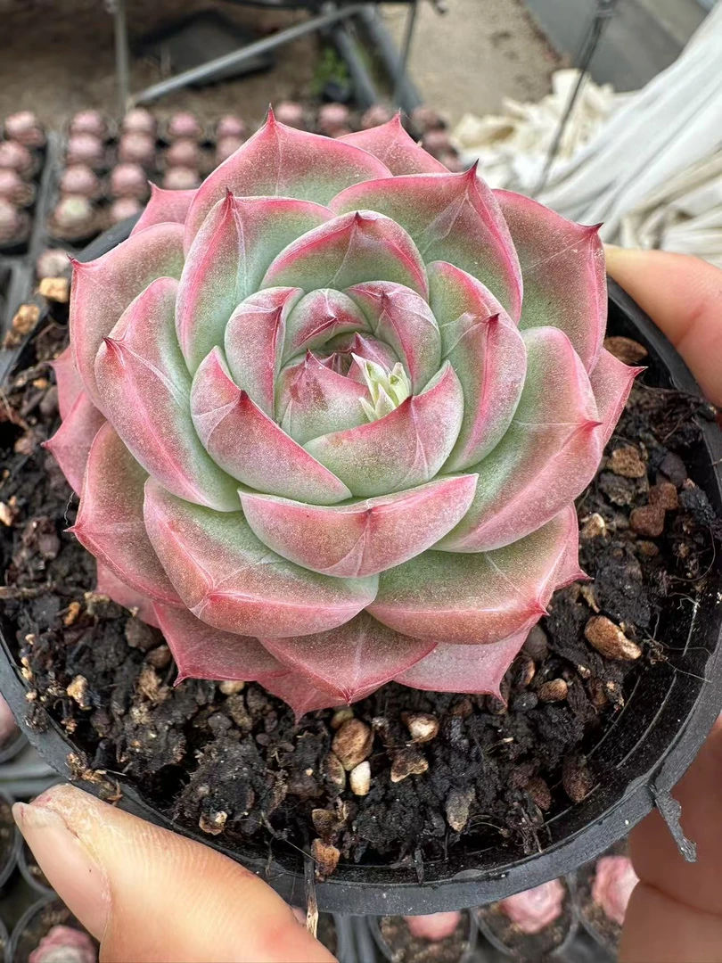 7#爱莎玫瑰多肉植物      前男友精品多肉sm0924