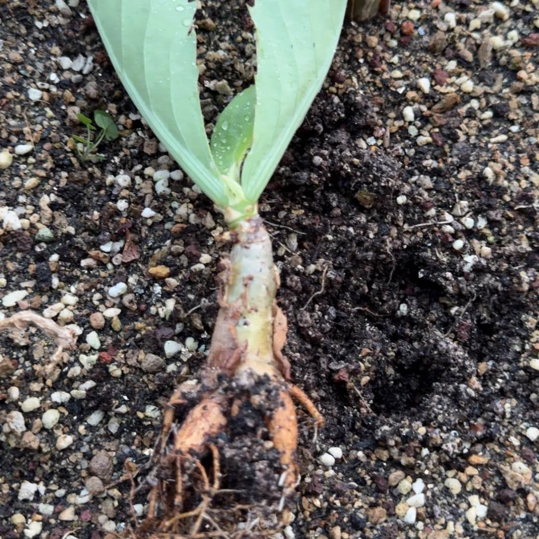 祖提葡萄翁一物一拍多肉植物