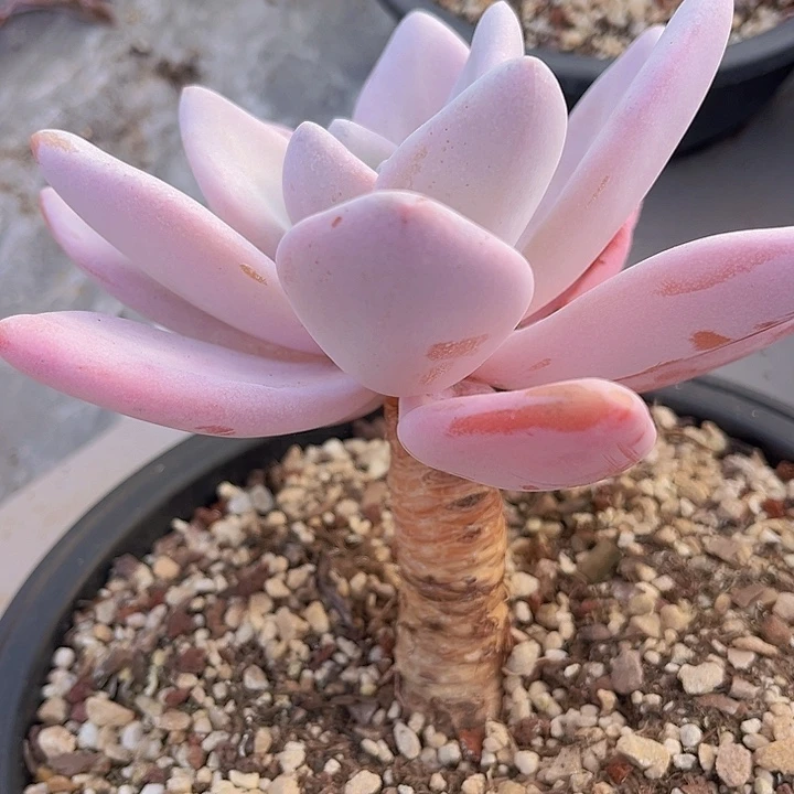 粉兔279197多肉植物