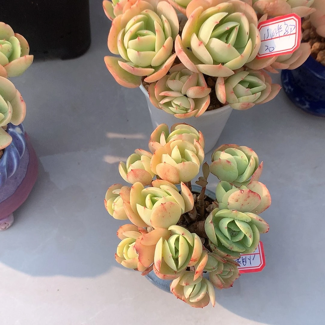 鸡蛋碧桃多肉两颗