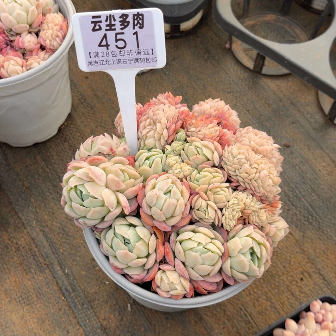 曼*来云尘多肉一物一拍451