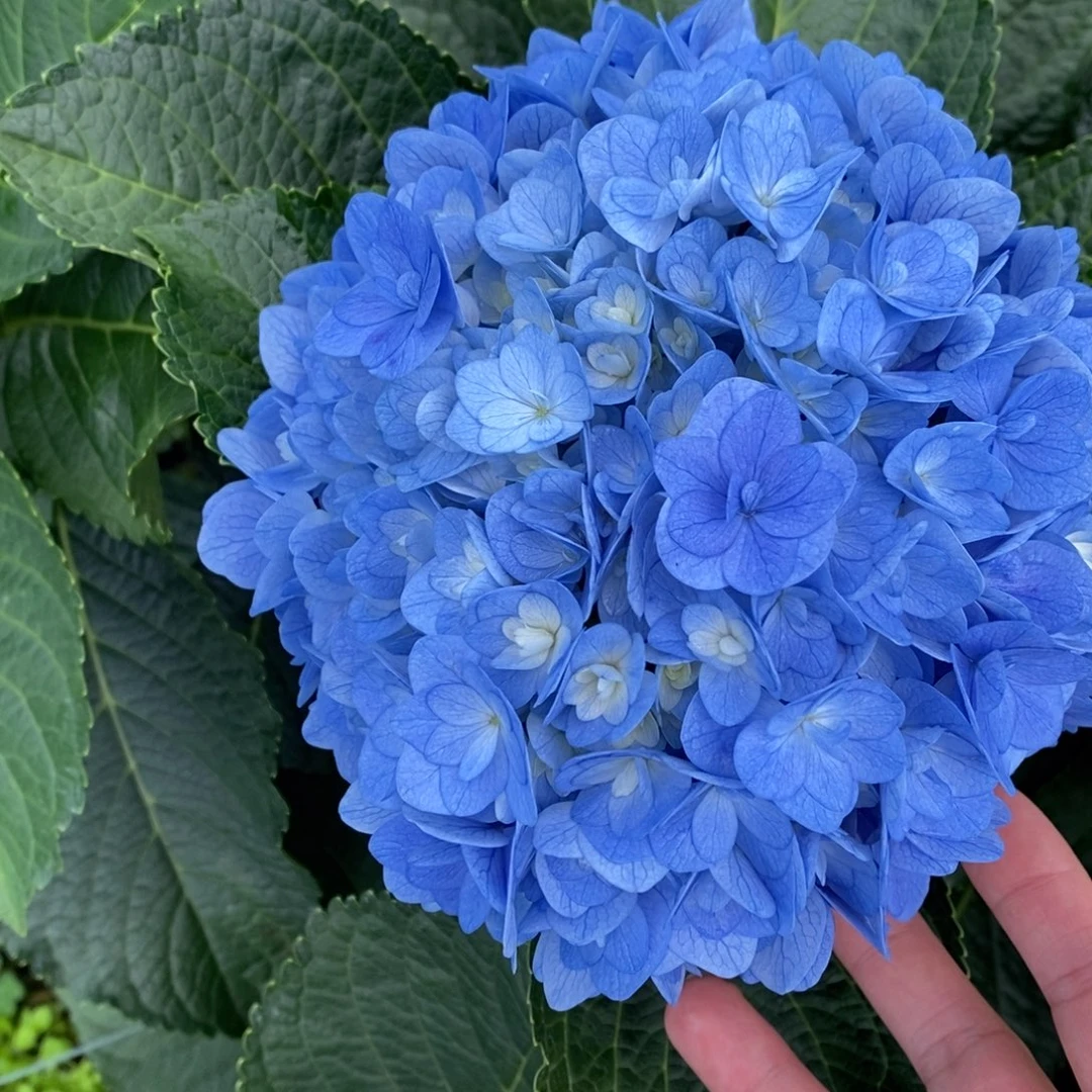 701号绣球/有色差介意勿拍（3单冷链包邮、偏远补运费发德邦）