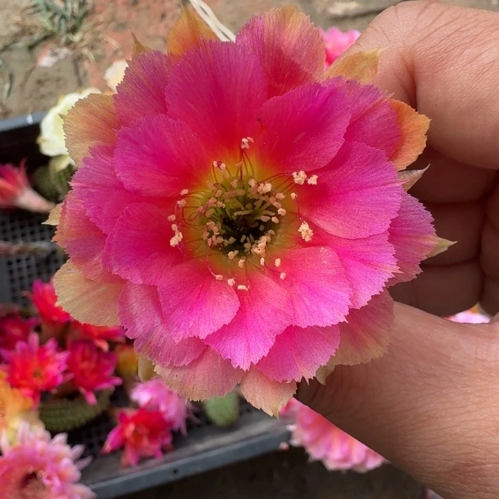 224丽花小乔歪2到3公分左右无根侧牙