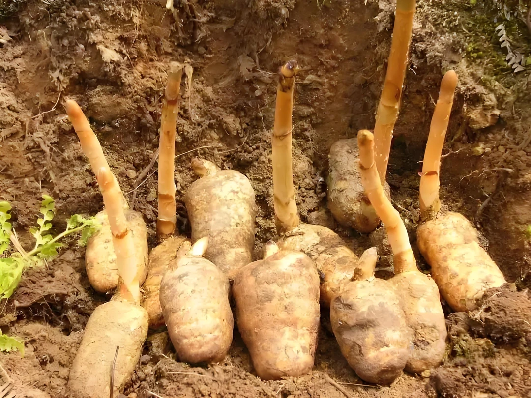 家乡土特产麻根根茎现挑现称农产品