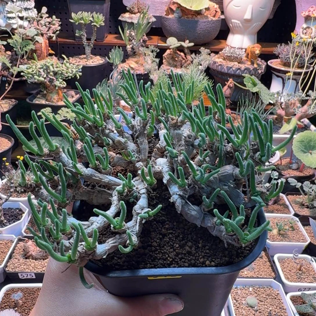 老桩碧光环小兔子915 仙人掌