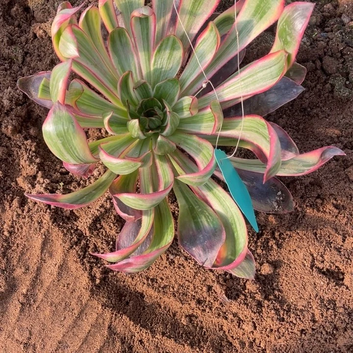 青***梧巫毒锦1-5多肉植物