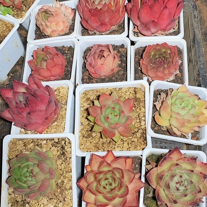福利大漏12颗6不售后