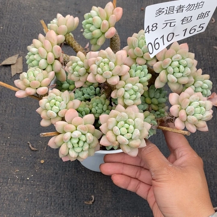 夏悦多肉0610-165鱼子酱