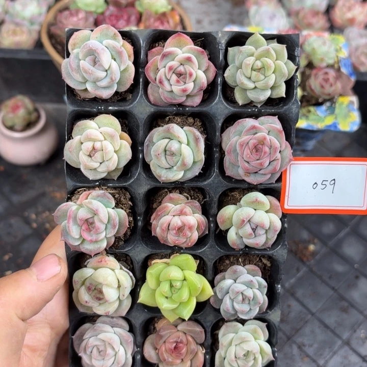 精品直播一物一拍059