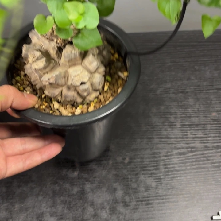 日系南非龟甲龙带盆