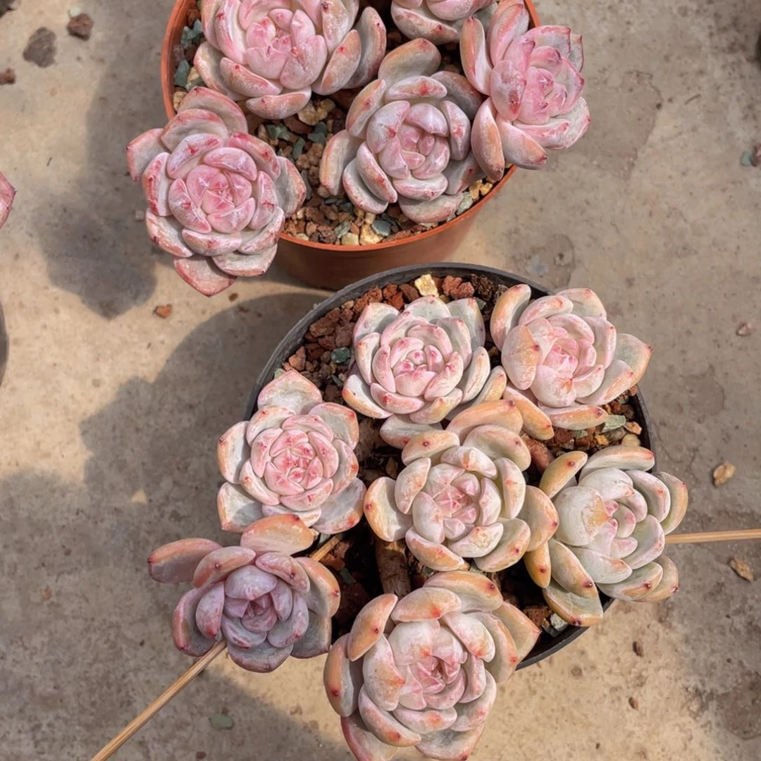 ?*?666677777777777777