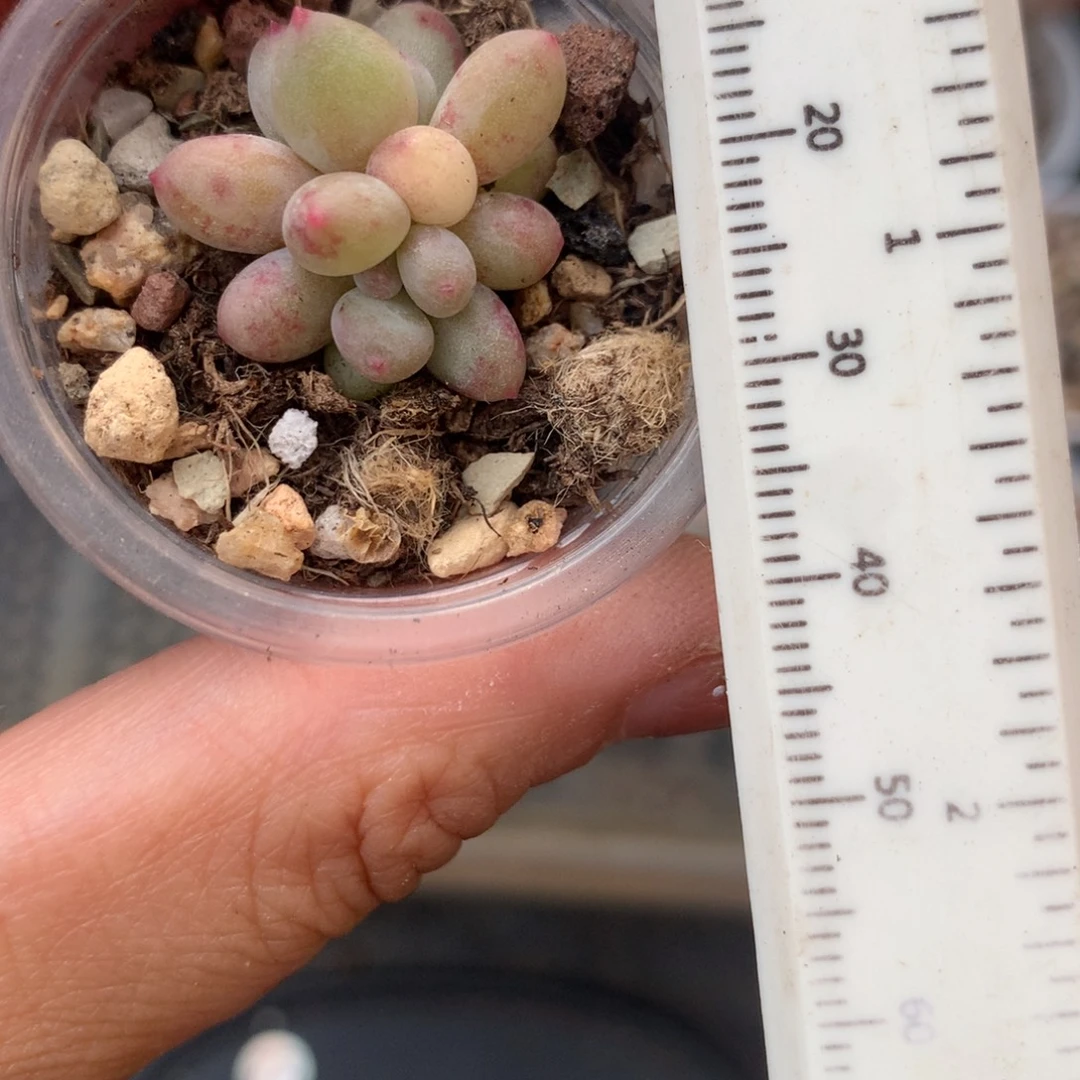 小腮红 精品奶酪多肉