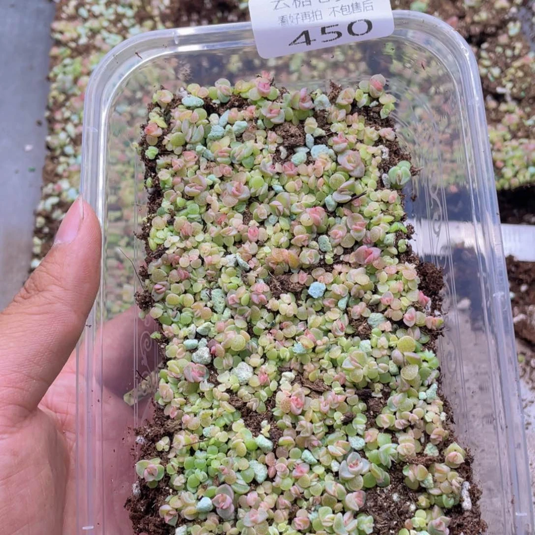 ?*?云糖心多肉植物450