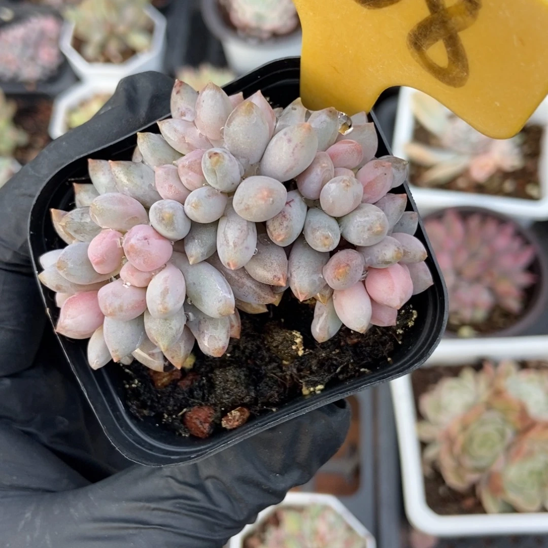 2108星黛露多肉植物