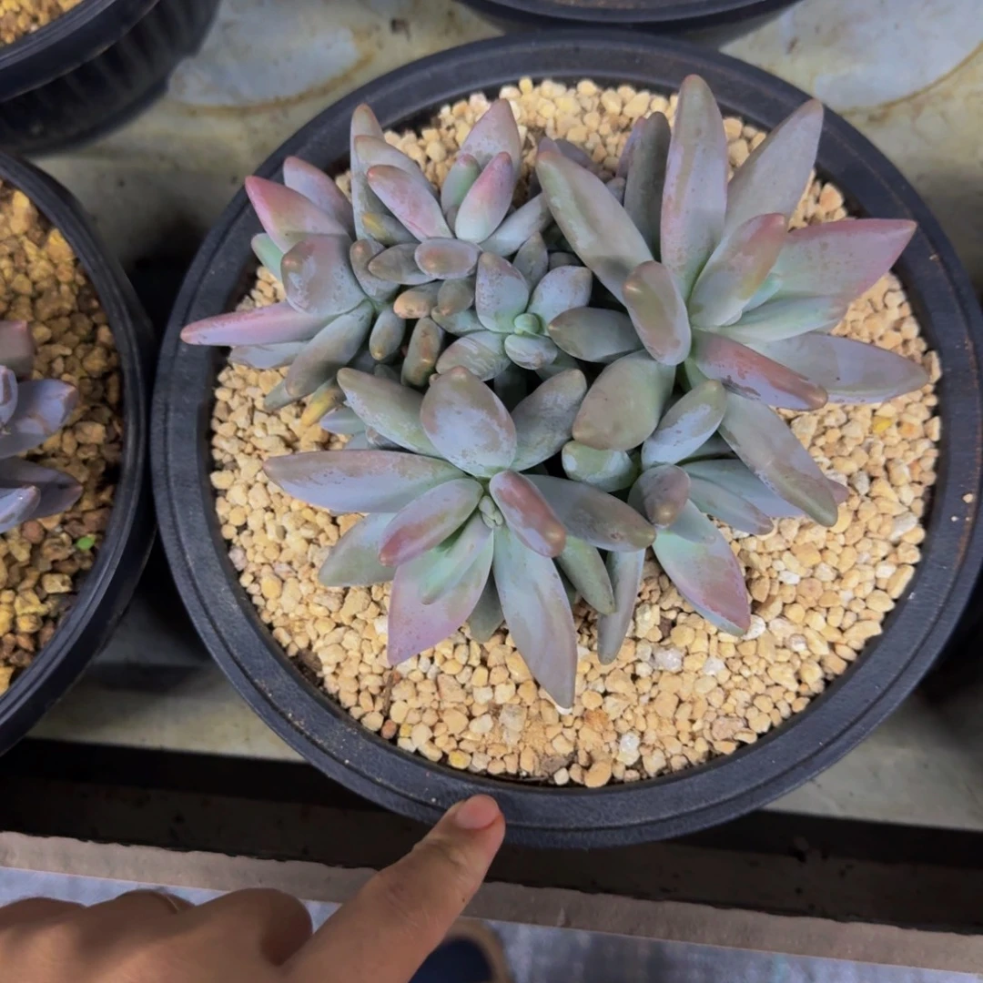 企鹅 10头 一物一拍