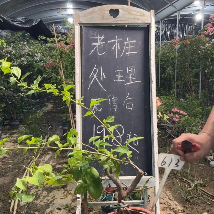无花朵三角梅三角梅613