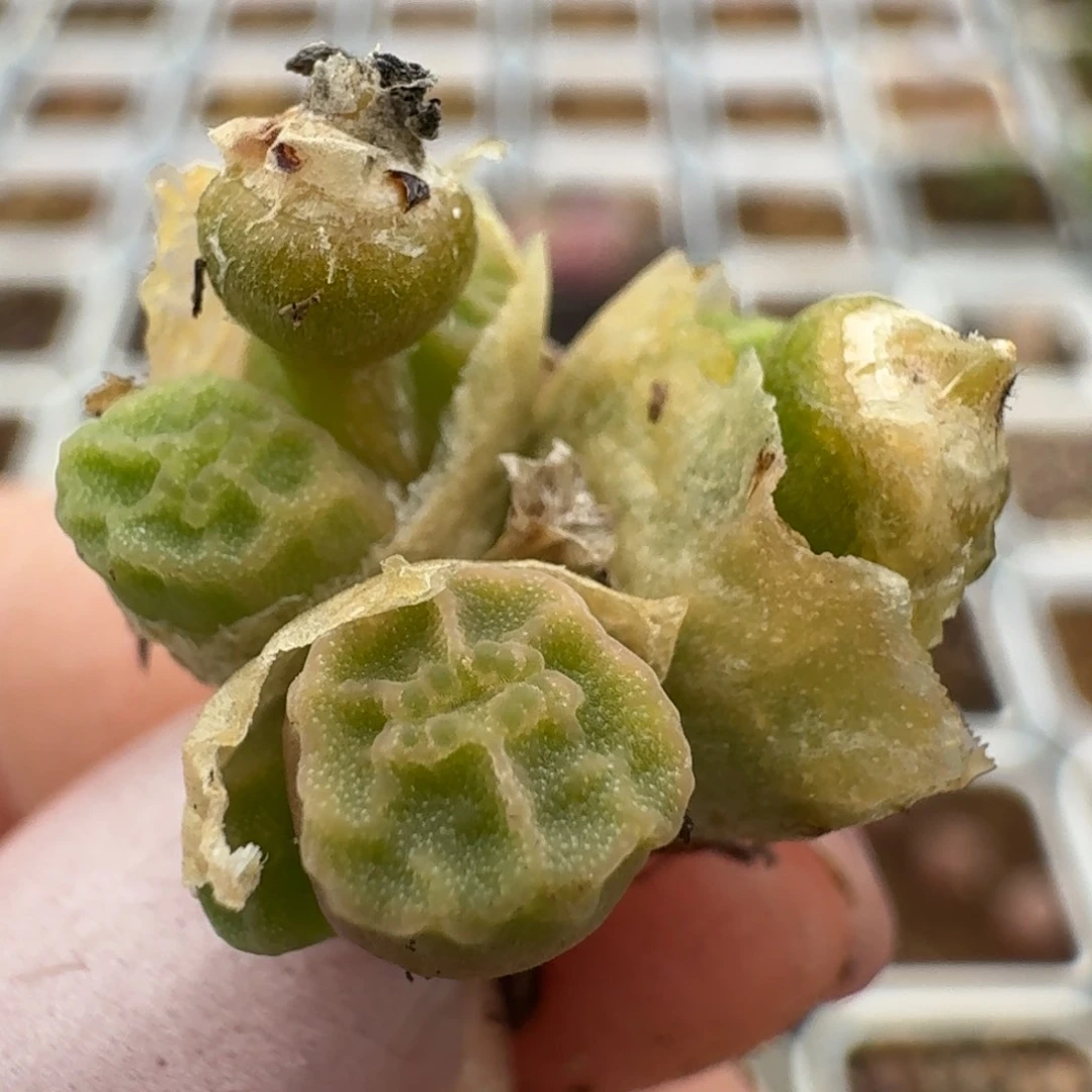 175烧卖0000000000000