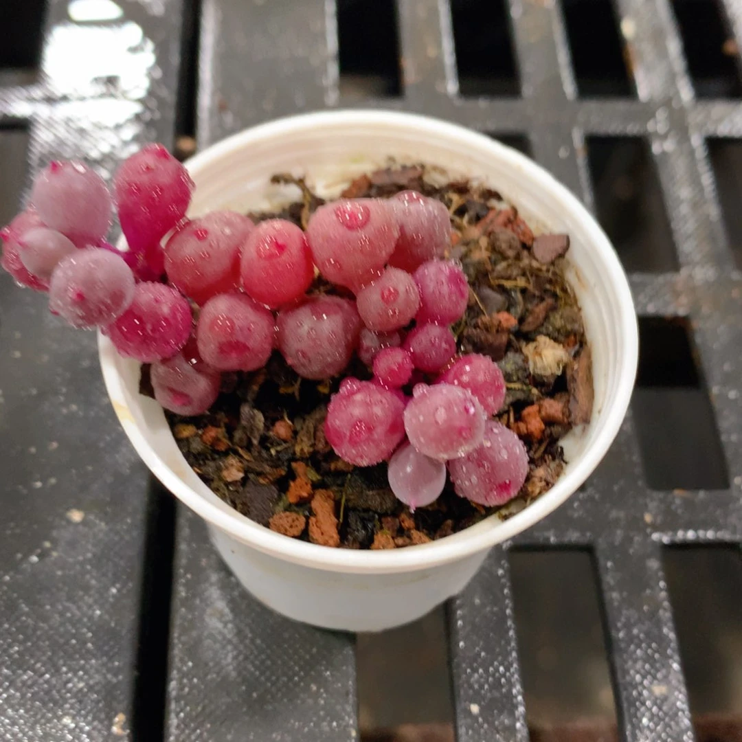 肉萌萌拇指盆精控多肉ZS020