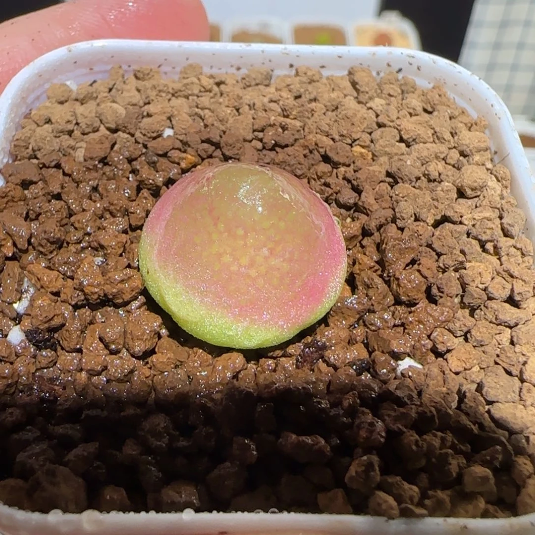 肉锥多肉植物百科-灯泡1101
