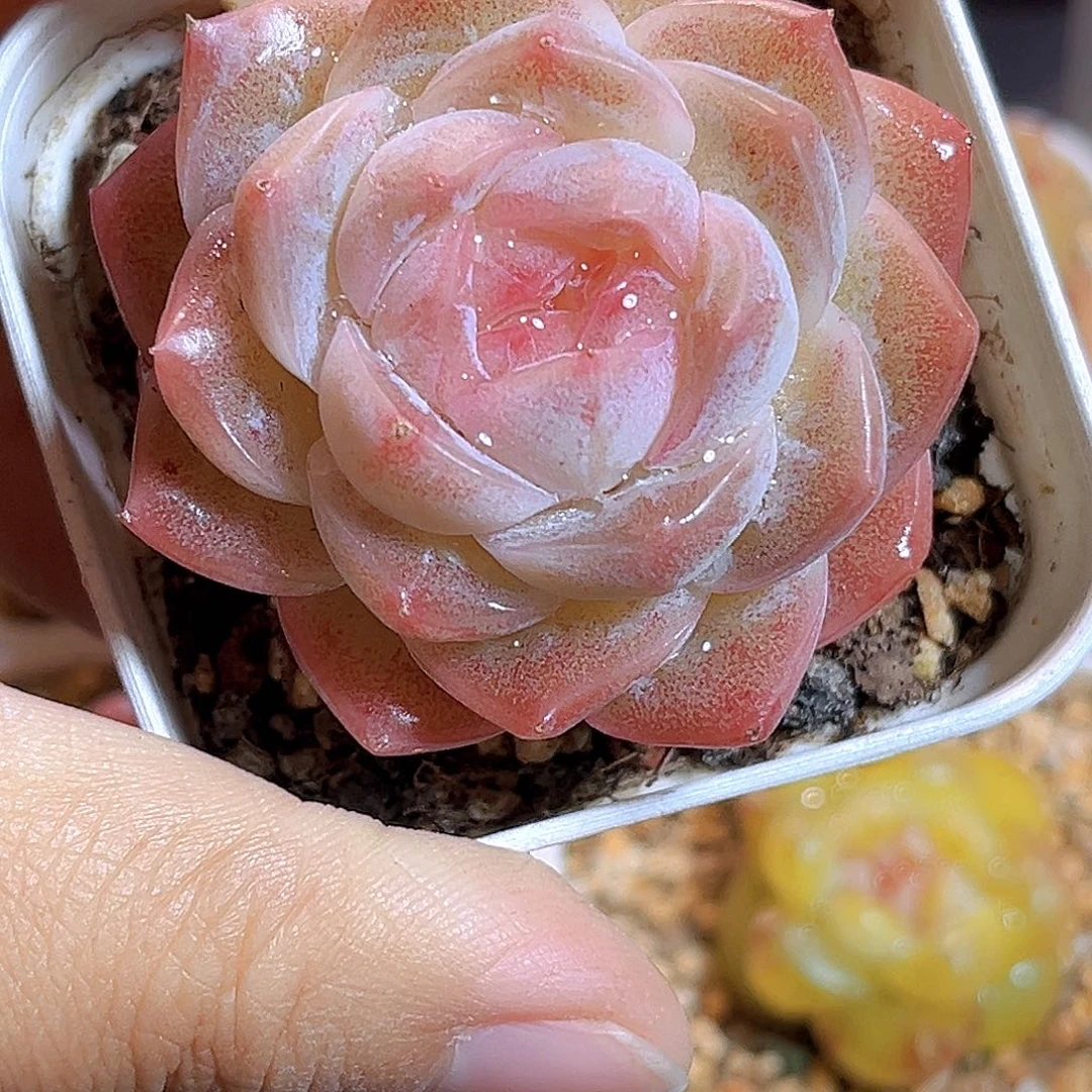 K163  新品珍妮 满18包邮