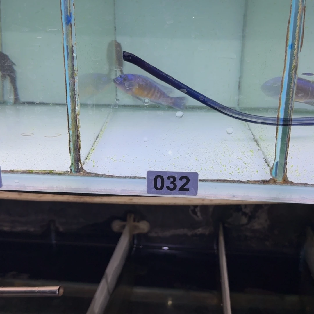 M***張慈鲷鱼32号红芒果黑纱11