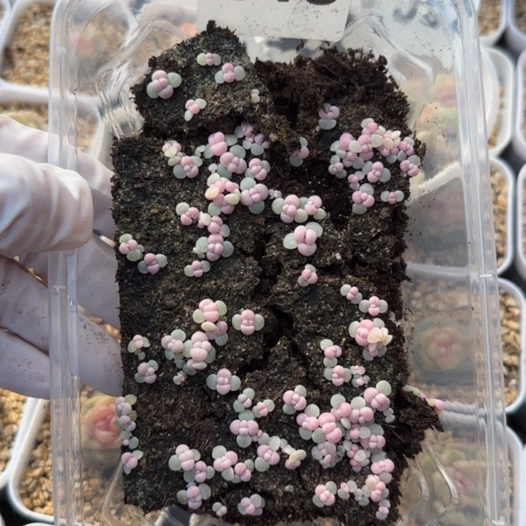 448号王者系列多肉一盒彩虹奶