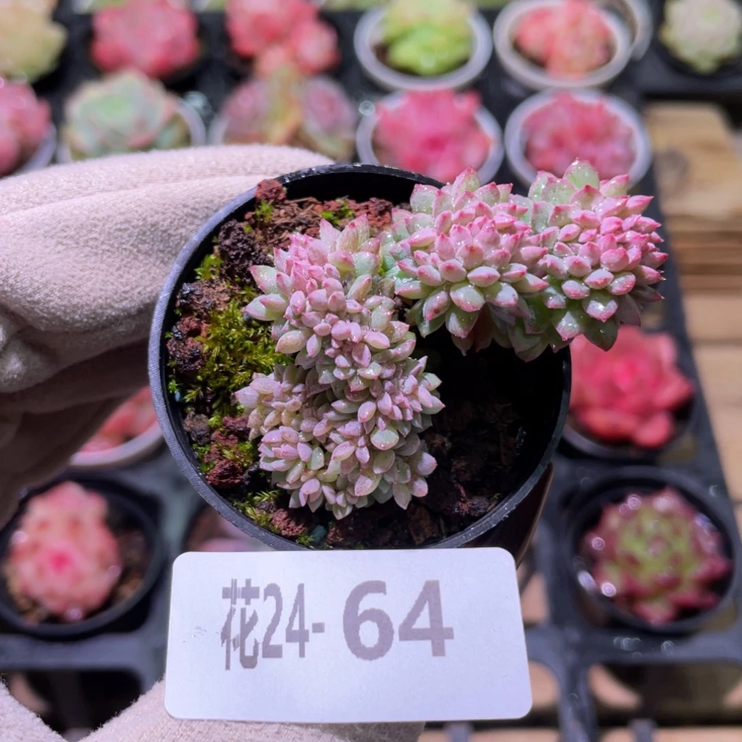 花利美24-64莱恩小精灵缀化