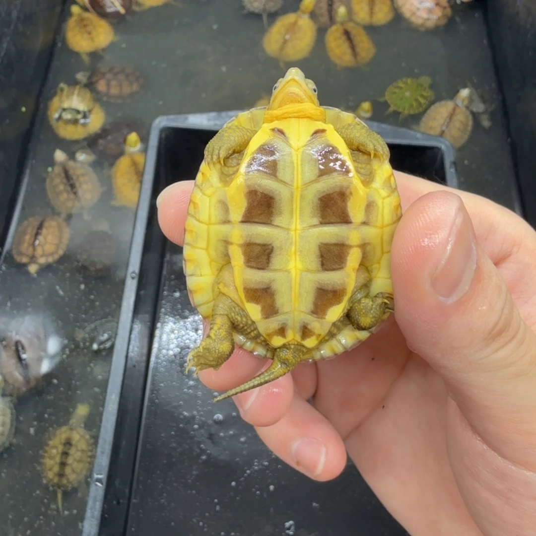 不分公母宠物龟小青