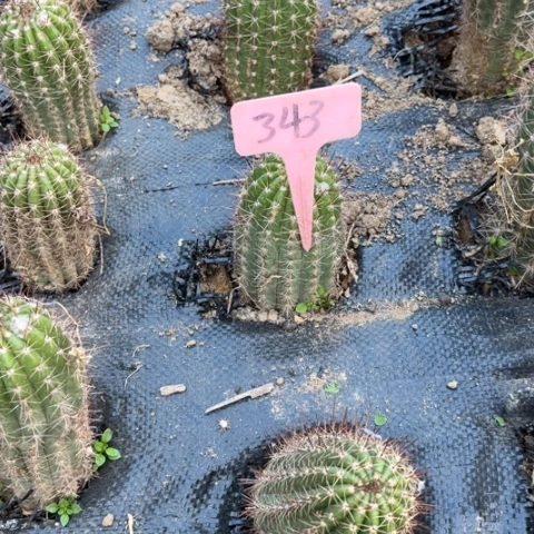 343大满贯微瑕毛花柱
