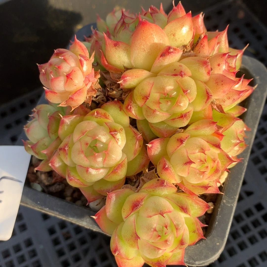 1207-119 套餐一颗