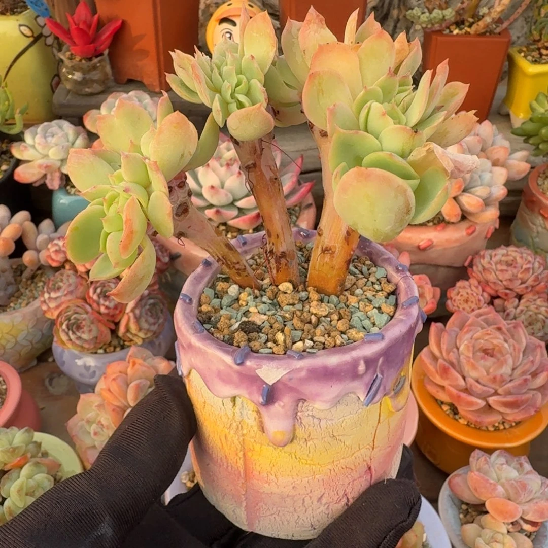 碧桃缀 多肉含盆土 一物一拍