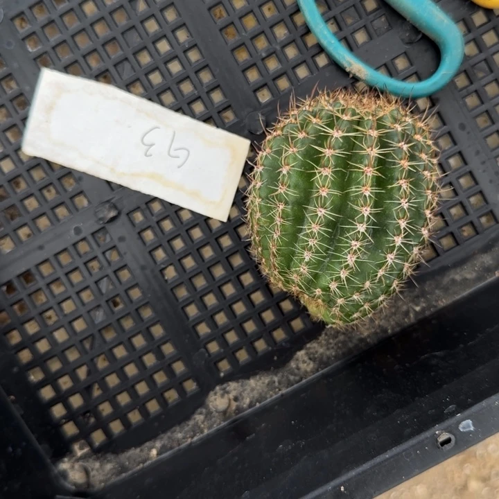 G3无根侧牙一物一拍