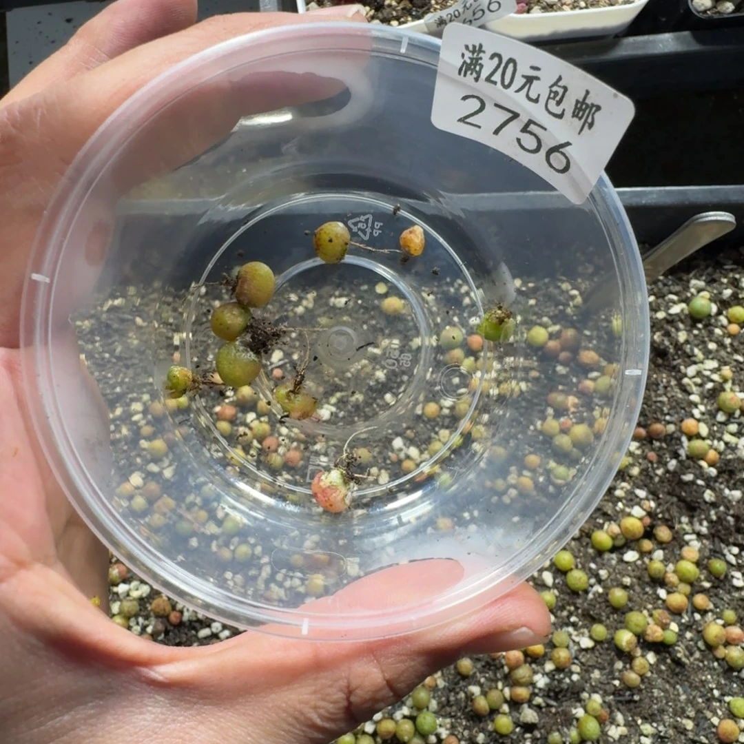 蔣*2756。小斑马五颗