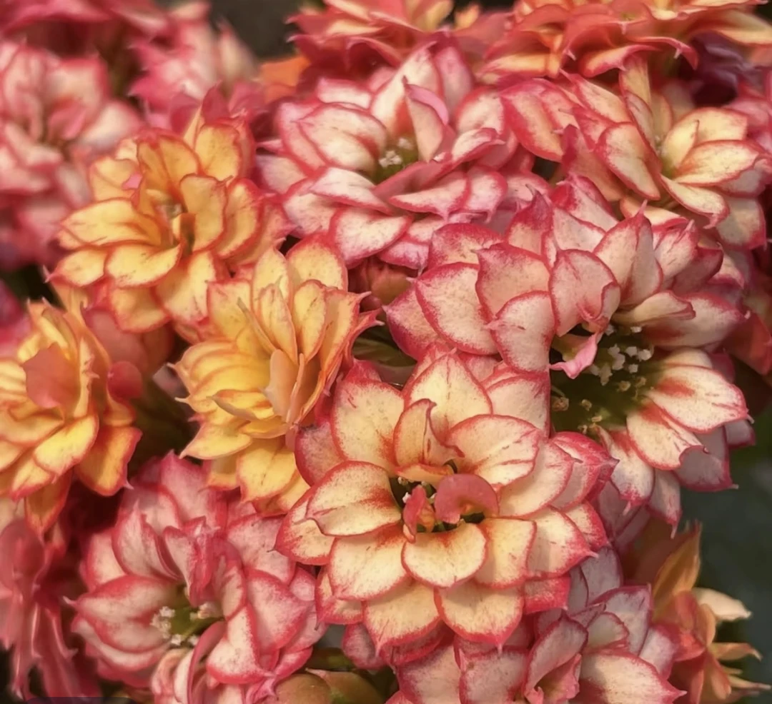 流光/彩霞 长寿花 110盆 -【花财花卉】