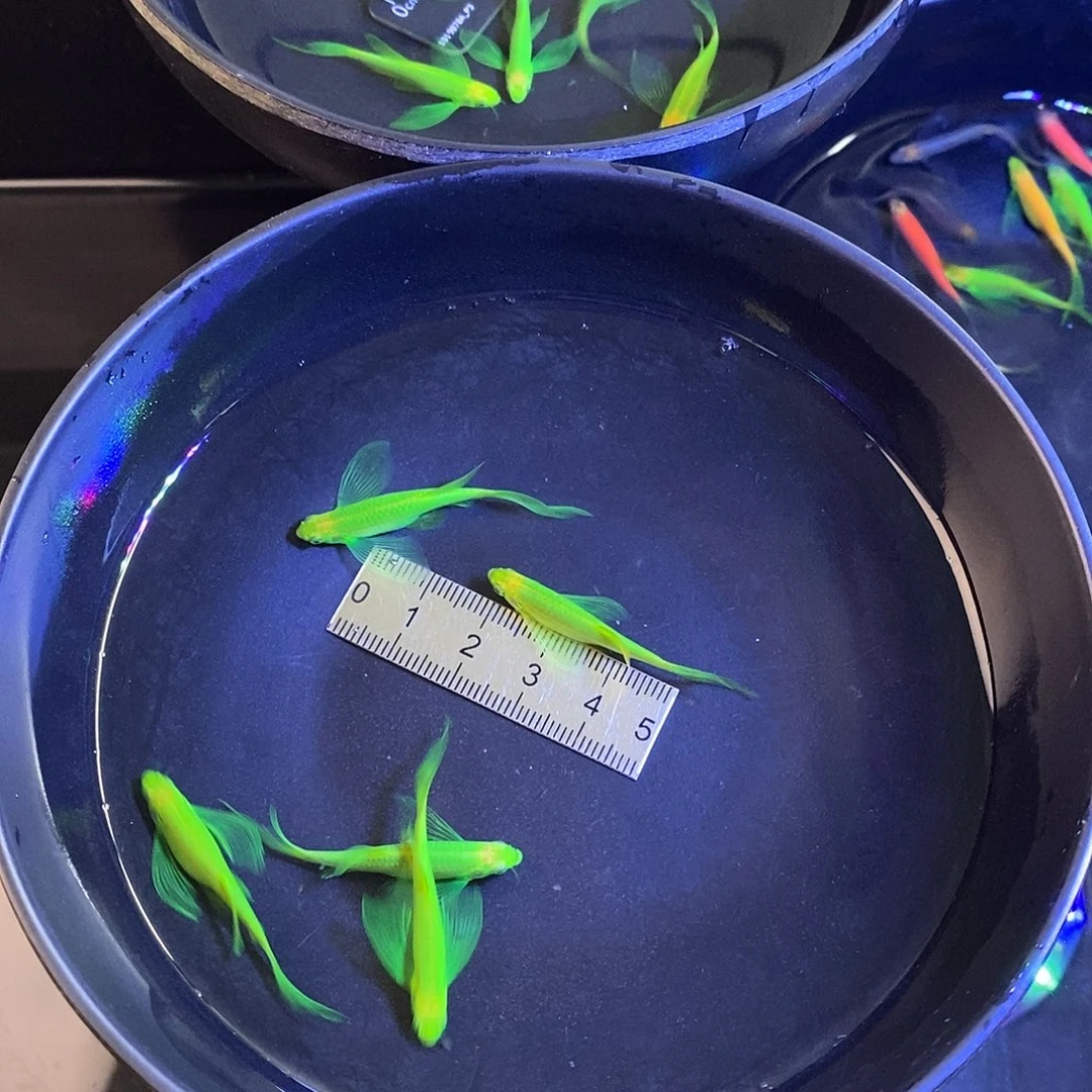 斑马鱼蝶翼斑马精品大种鱼翡翠绿5个