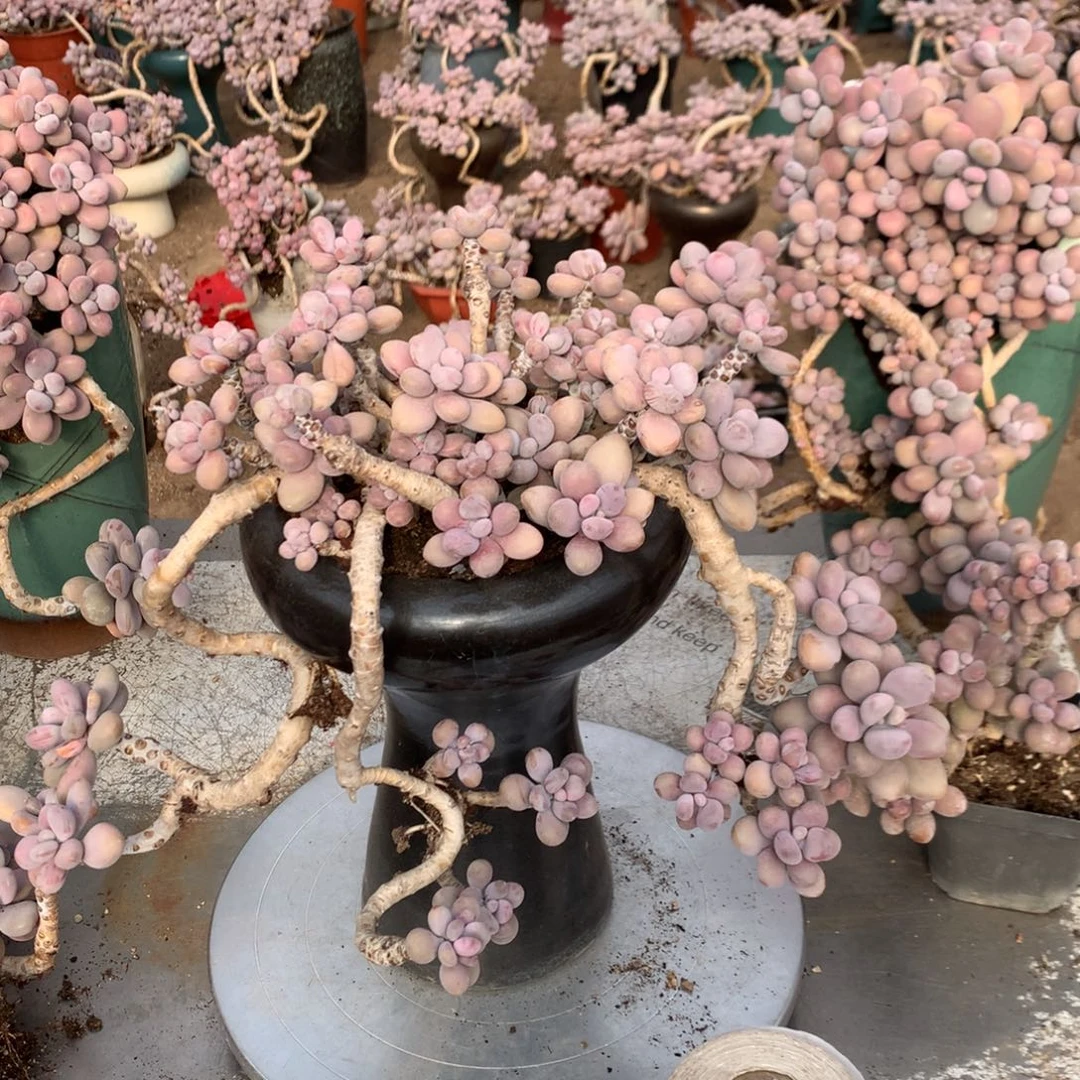 桃蛋老桩不带盆46号