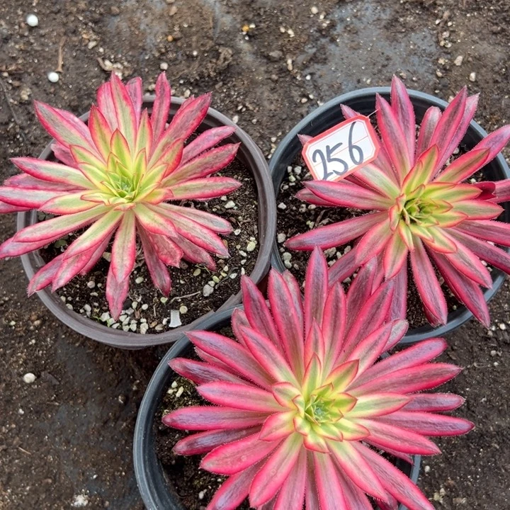 香***9多肉植物256不售后