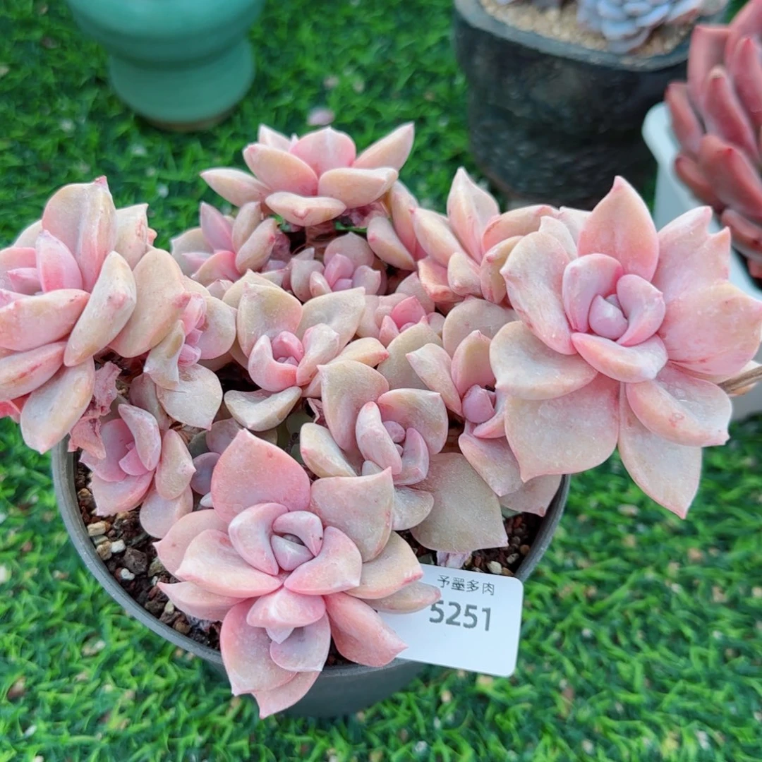 彩虹糖，5251多肉植物