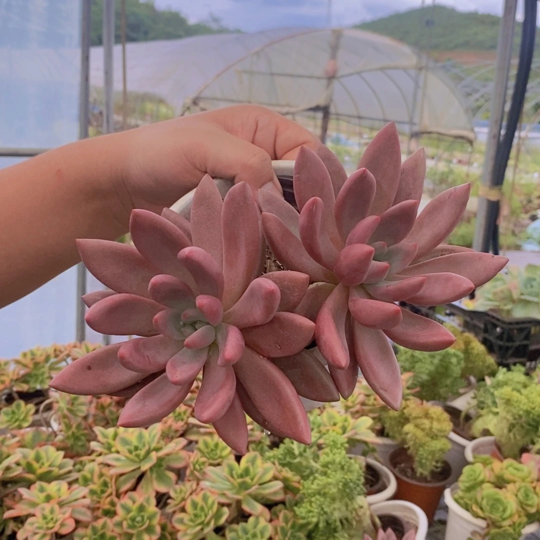 桃花源双头起发两盆