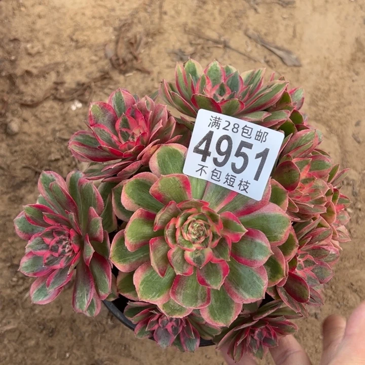 云河多肉植法师4951