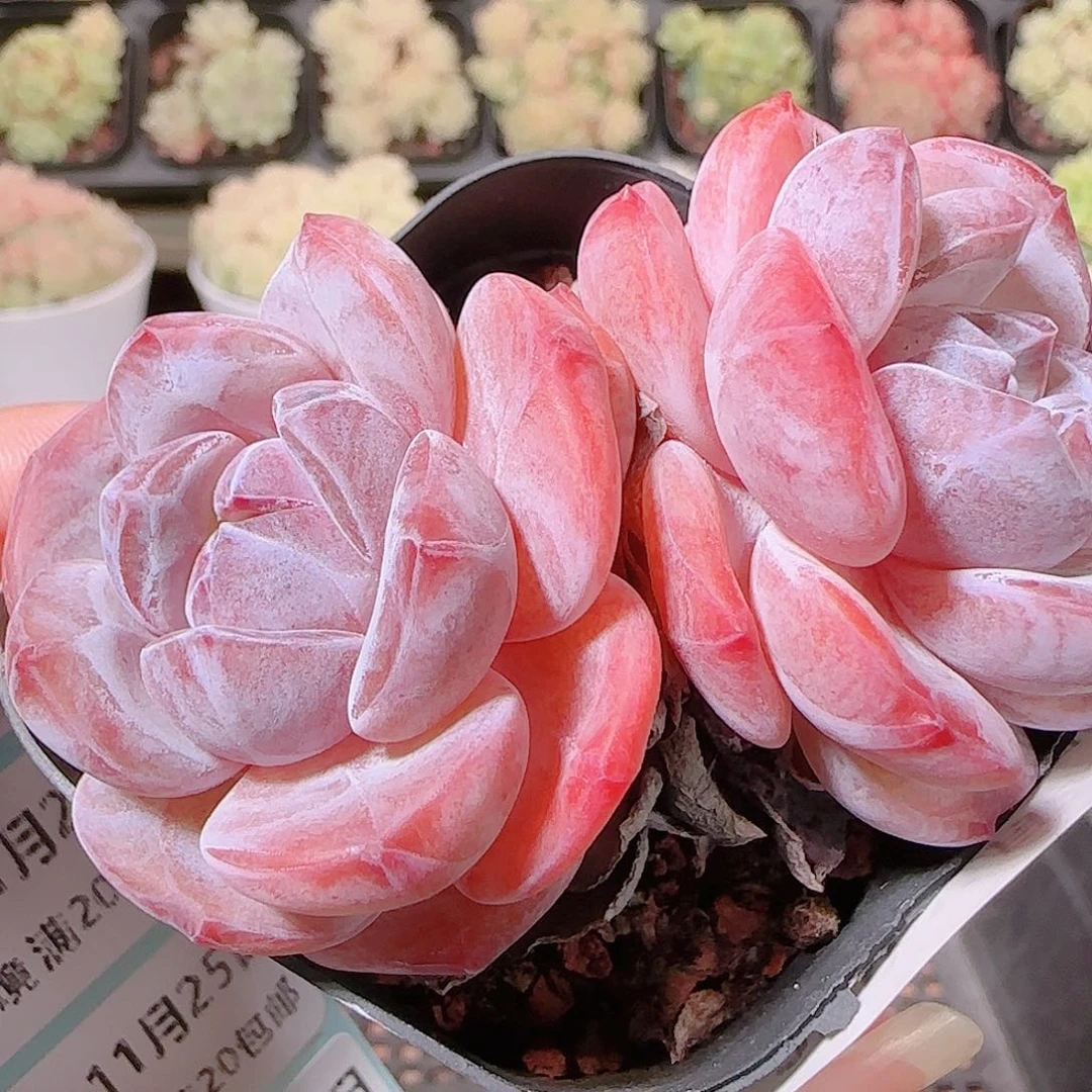 花语逸镜1125-279