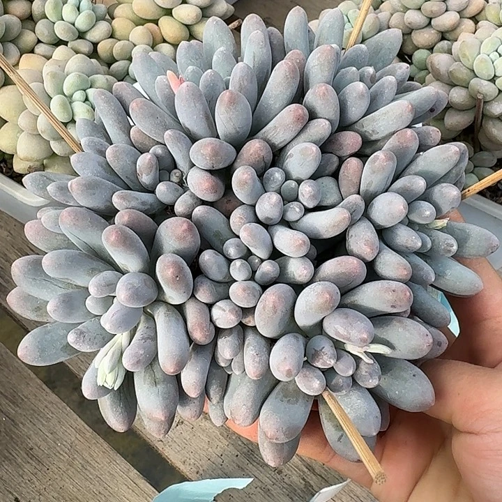 汤圆多肉植物的生长
