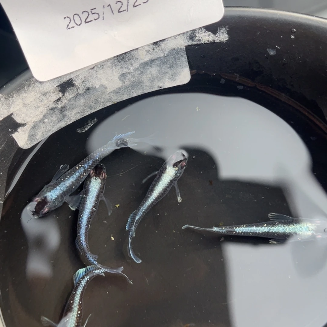 青鳉鱼234午夜裙摆五尾