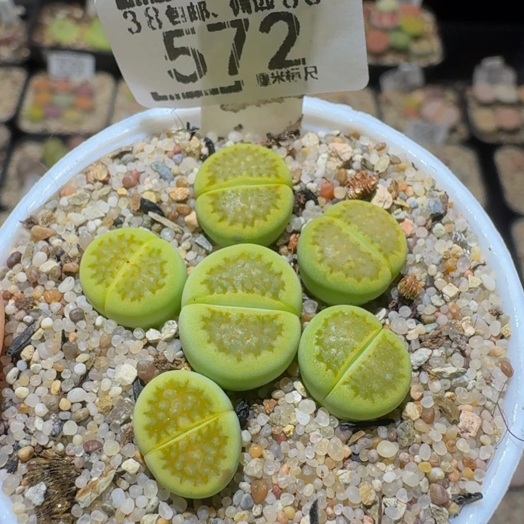 Ssss精品生石花572星空